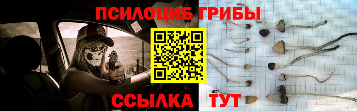 Псилоцибиновые грибы Psilocybine cubensis Мурино